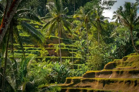Ubud vs Canggu vs Denpasar — which cluster to book