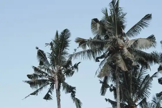 Where Bali videographers cluster — the district map